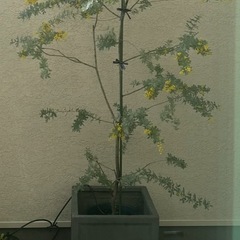 テラコッタ植木鉢の画像