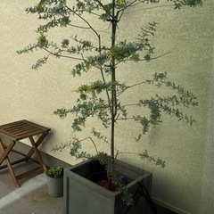 テラコッタ植木鉢の画像