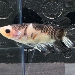 【AQUA COUTURE】タイ輸入厳選ベタ　プラカット　ミルクカウ　ブルースポットの画像