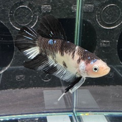 【AQUA COUTURE】タイ輸入厳選ベタ　プラカット　ミルクカウ　ブルースポットの画像