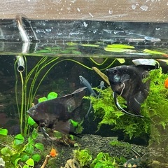 ブラックエンゼルフィッシュ の画像