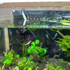 ブラックエンゼルフィッシュ の画像