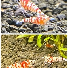 【特選★年末セール】RED ファンシータイガーシュリンプ 純血＊太極 若個体 10匹 セット　の画像