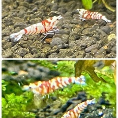 【特選★年末セール】RED ファンシータイガーシュリンプ 純血＊太極 若個体 10匹 セット　の画像
