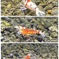 【特選★年末セール】RED ファンシータイガーシュリンプ 純血＊太極 若個体 10匹 セット　の画像