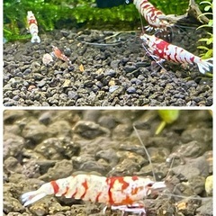 【特選★年末セール】RED ファンシータイガーシュリンプ 純血＊太極 若個体 10匹 セット　の画像