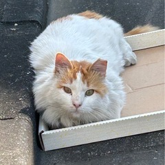 モフモフ地域猫さん