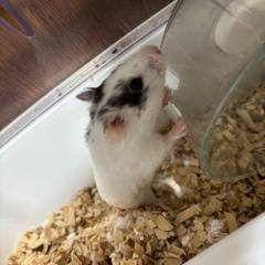 ハムスター譲ります