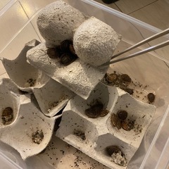 デュビア　餌用ゴキブリの画像