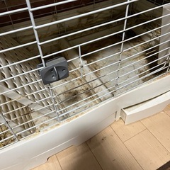 決まりました！うさぎのゲージ 2つあります。の画像