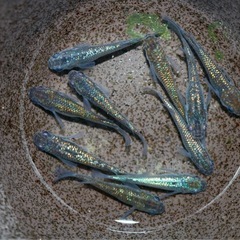 メダカ　ネプチューン　5ペア　　　12/6の画像