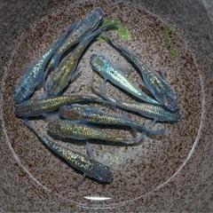 メダカ　ネプチューン　5ペア　　　12/6の画像