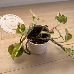 観葉植物の画像