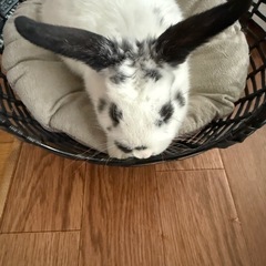 うさぎ
