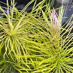 ポゴステモン ダッセン ★ 水中葉 3本の画像