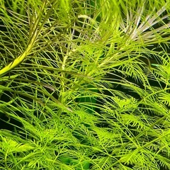 ポゴステモン ダッセン ★ 水中葉 3本の画像