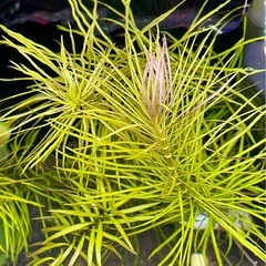 ポゴステモン ダッセン ★ 水中葉 3本の画像