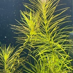 ポゴステモン ダッセン ★ 水中葉 3本の画像