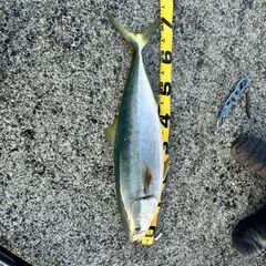 ショアジギング釣り仲間募集