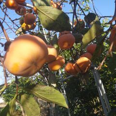 庭の甘い次郎柿です３０個５００円オマケ有り（12月7日終了です）の画像