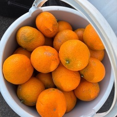 12月7日限定‼️みかん20個 柚子3つ 柿3個の画像