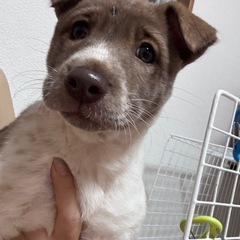 【お問い合わせストップします】推定１ヶ月半の女の子🐶