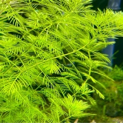 ミリオフィラム・マトグロッセンセ ★ 水中葉 5本 の画像