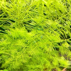 ミリオフィラム・マトグロッセンセ ★ 水中葉 5本 の画像