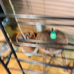 シューズラック　靴収納の画像