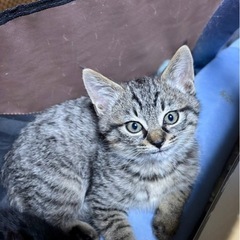 黒猫とキジトラ