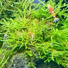 南米ウィローモス 活着　★ 溶岩石（大）の画像