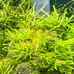 南米ウィローモス 活着　★ 溶岩石（大）の画像