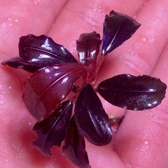 ブセファランドラsp. Neo 2015 ★ 溶岩石 活着の画像