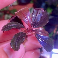 ブセファランドラsp. Neo 2015 ★ 溶岩石 活着の画像