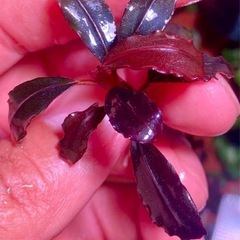 ブセファランドラsp. Neo 2015 ★ 溶岩石 活着の画像