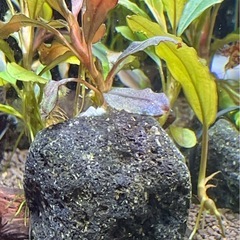 ブセファランドラsp. Neo 2015 ★ 溶岩石 活着の画像