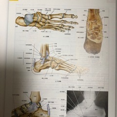 カラー人体解剖学本の画像