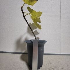 【LSUタイガー（LSU Tiger）｜1年生苗】の画像