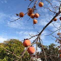 無農薬渋柿　約30個干し柿用の画像