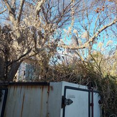 廃コンテナ　ほしい人、さしあげます。（持って帰れる手段のある人限定）の画像