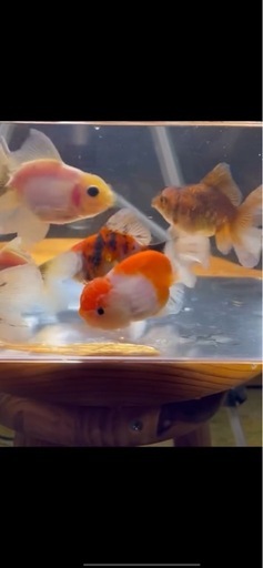 金魚、めだか
