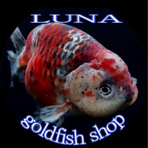 金魚、めだか