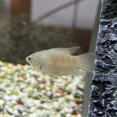 パラダイスフィッシュ　ペアの画像