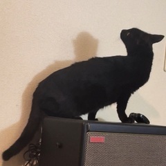 子猫:3ヶ月/ﾒｽ/ﾁｬｰﾑﾎﾟｲﾝﾄ:白ﾋｹﾞ【北九州】