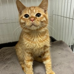 茶トラ　ノンタン　3ヶ月ぐらい男の子