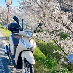 HONDA SH MODE  バイクの画像