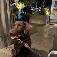 ラブラドール1才5ヶ月♀里親募集