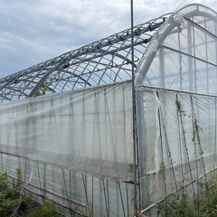 D1型ビニールハウス　5.5×45m3連棟　解体中　三重県の画像