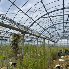 D1型ビニールハウス　5.5×45m3連棟　解体中　三重県の画像