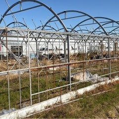 D1型ビニールハウス　5.5×45m3連棟　解体中　三重県の画像